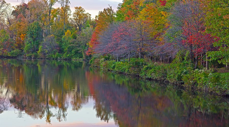 river running next to forest